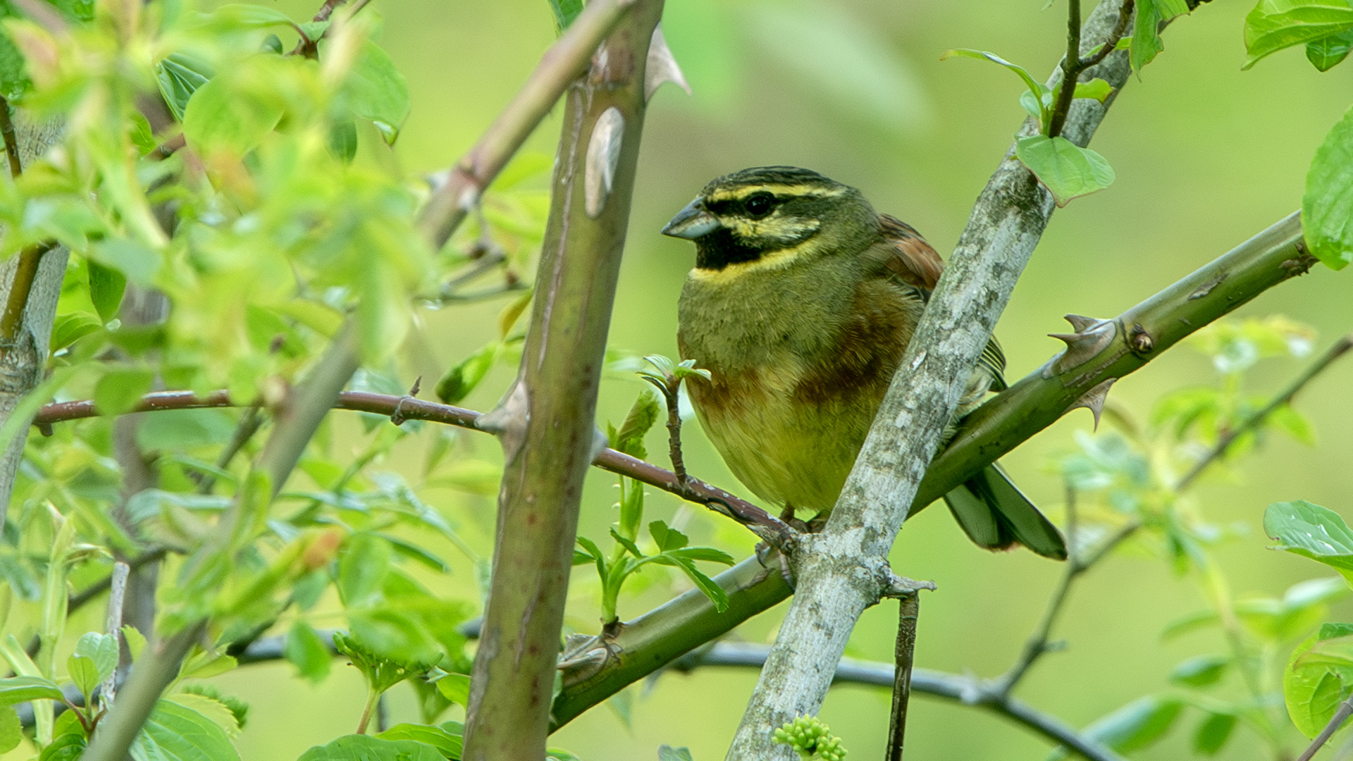Cirl Bunting